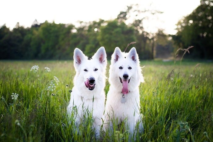 Arti Mimpi Tentang Anjing Putih Ternyata Menyiratkan Pertanda Baik Ini Simak Makna Di Baliknya