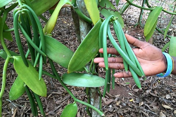 Vanili: Rempah-rempah Berharga dengan Beragam Manfaat Kesehatan
