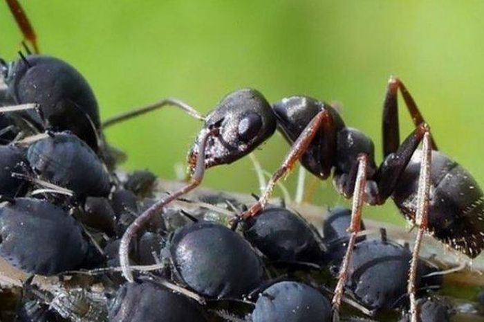 6+ Arti Mimpi Semut Hitam Besar