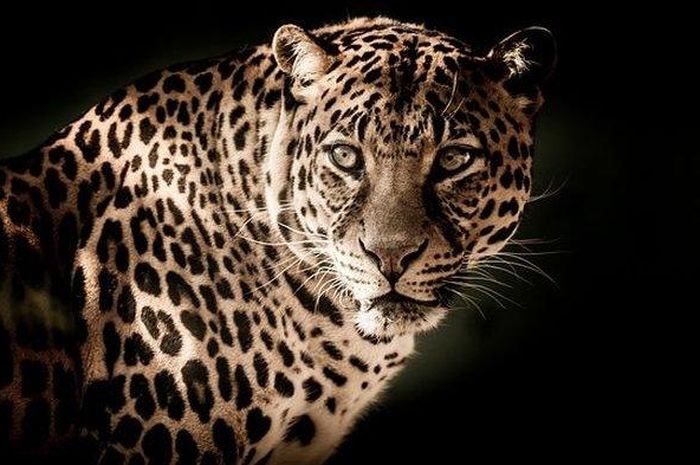 Arti Mimpi Melihat Macan Tutul Tak Perlu Ditakutkan, Justru Karier Bakal  Meroket Tinggi? Simak Penjelasannya