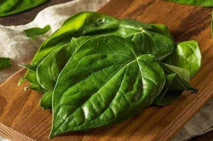 Pantas Banyak Ditemukan di Pekarangan Rumah Manfaat Daun Pantas Banyak Ditemukan di Pekarangan Rumah Manfaat Daun