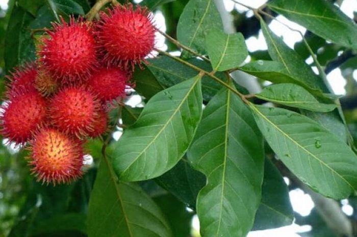 Manfaat rambutan untuk kecantikkan