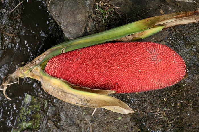 Temuan Sains Pengganti Cabai Saus Buah Merah Lebih Menggugah Selera