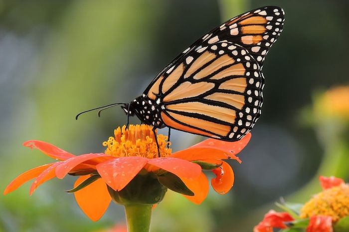 Mengapa Kupu-Kupu Suka Hinggap di Bunga? - Adjar