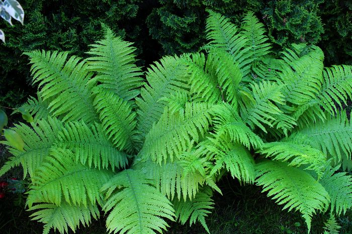 Perbedaan Metagenesis Tumbuhan Lumut dan Paku, Materi Biologi Kelas 11