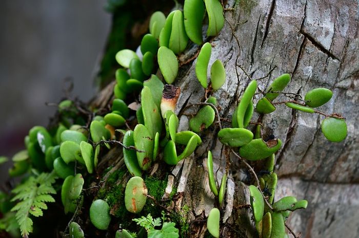 4 Contoh Simbiosis Parasitisme serta Perbedaannya dengan Simbiosis