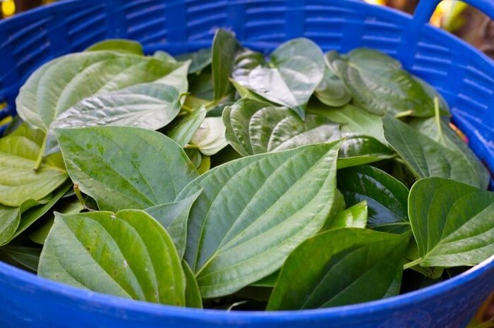 Rebusan tanaman daun sirih dapat dimanfaatkan sebagai obat kolesterol.