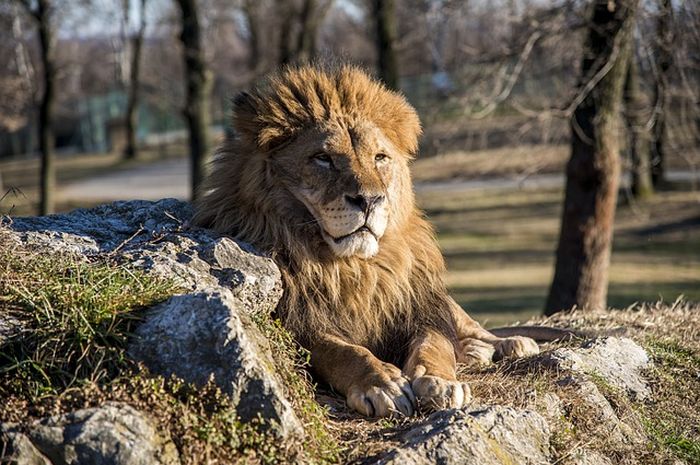 Tak hanya Singa, Inilah 4 Hewan yang Kuat di Hutan serta Kemampuannya