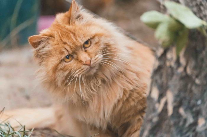 Mengenal 7 Jenis Suara Kucing dan Artinya, dari Mengeong hingga