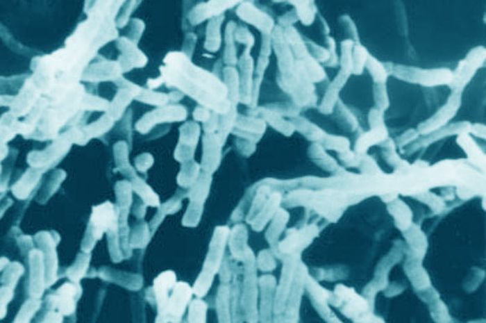 Los científicos están identificando nuevos antibióticos de especies raras de bacterias del suelo
