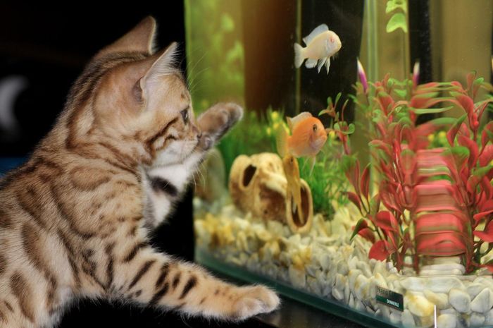 Kucing Benci Air Tapi Justru Suka Makan Ikan, Kok Bisa? - Bobo