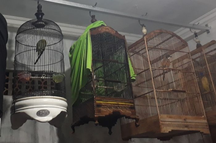 Memelihara Burung di Rumah Bisa jadi Hobi untuk Menghilangkan Stres! Begini Cara Merawat Burung Supaya Tetap Sehat - Semua Halaman - Nakita