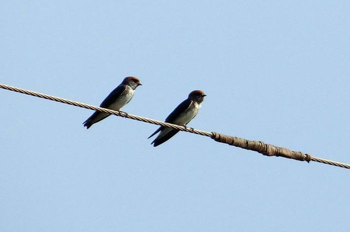 Sekilas Terlihat Sama, Kenali 4 Perbedaan Burung Walet dan Burung Sriti