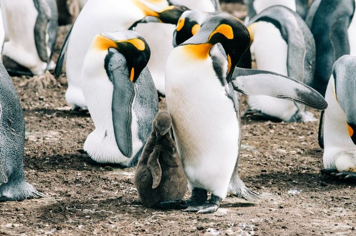 5 Penguin Terbesar di Dunia, Ada yang Tingginya Mencapai 1 Meter - Bobo