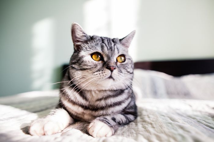 Cara Melatih Kucing Agar Tidak Pup Sembarangan