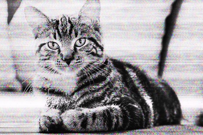 Warisan dan Kucing