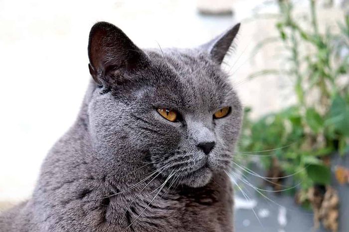 Kenalan dengan Chartreux, Kucing Pemburu yang Kalem dari Prancis - Kids
