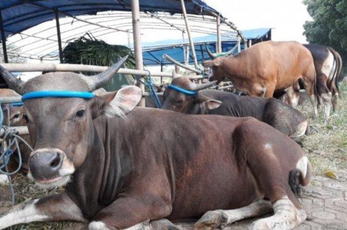Bagaimana Hukumnya Menyembelih Hewan Kurban Untuk Orang yang Sudah