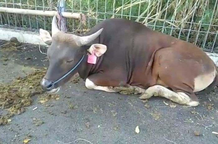 5 Arti Mimpi Melihat Sapi: Pertanda Keberuntungan atau Ancaman?