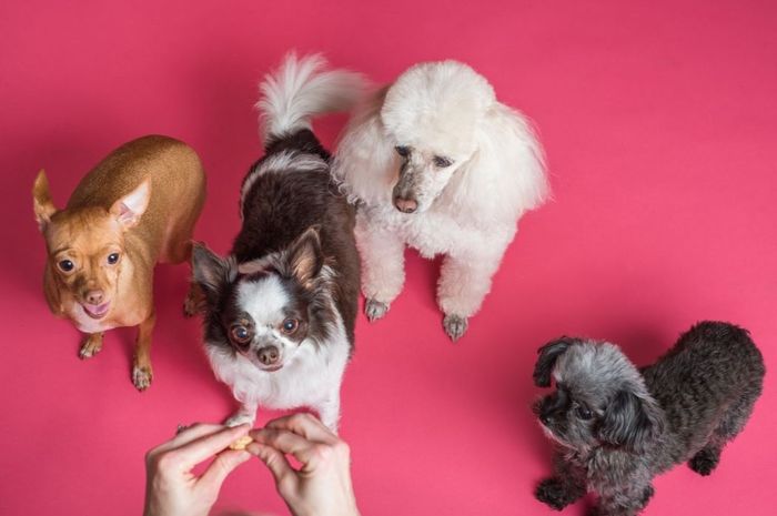 3 Penyakit pada Anjing dan Cara Pengobatannya, Jangan sampai Terabaikan