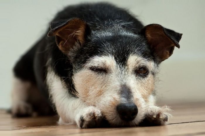 Salah Satunya Glaukoma, Ini 5 Penyebab Mata Anjing Memerah yang Tak Boleh Disepelekan - Semua Halaman - Kids