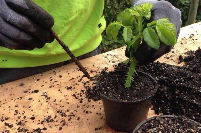 Perbedaan Cara Perkembangbiakan Tumbuhan secara Cangkok dan Stek