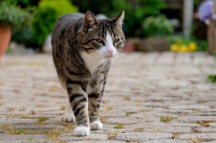 Mengapa Kucing Tak Mengeluarkan Suara saat Berjalan? Ini Alasannya - Kids