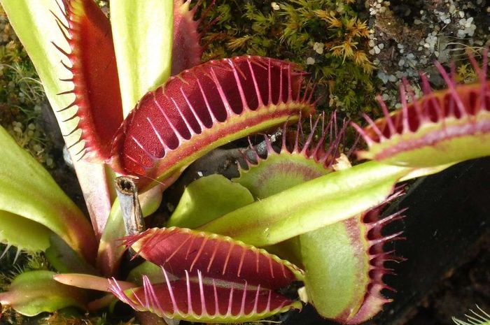 Gambar Venus Flytrap