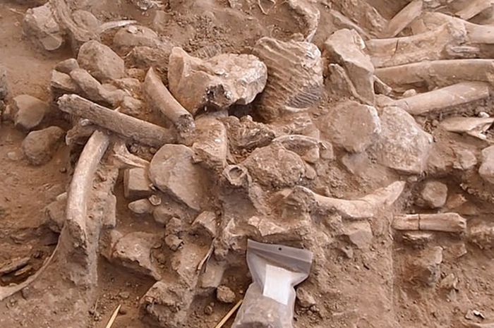 Explora huesos de mamut que fueron masacrados por humanos hace 37.000 años