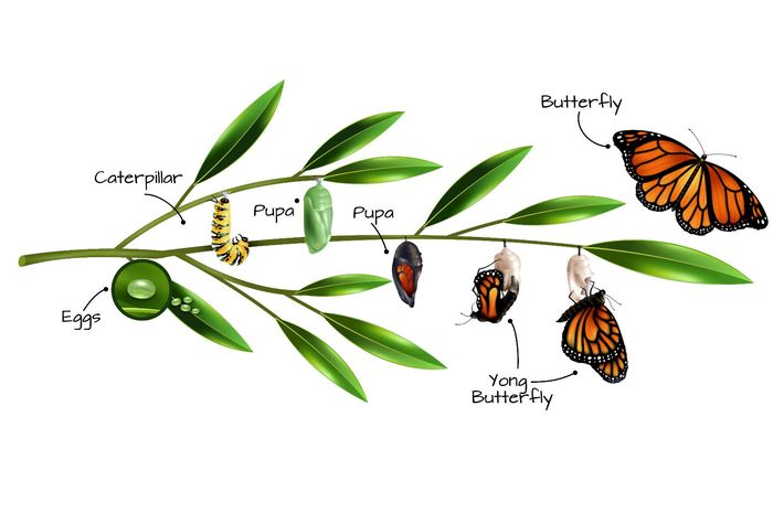 Mengenal Tahap Daur Hidup Kupu-kupu, Materi Kelas 3 SD Tema 1 - Bobo