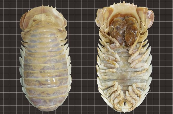 Animal World: estos isópodos marinos gigantes encontrados en el Golfo de México – Todas las páginas