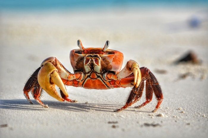 20+ 1000 Mimpi Kepiting
