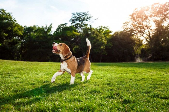 Dari Beagle hingga Bulldog, Ini 7 Ras Anjing Ramah yang Cocok Jadi