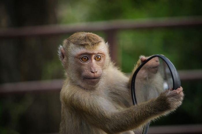 Serupa Tapi Tak Sama, Ternyata Ini 6 Perbedaan Monyet dan Kera, Sudah