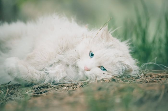 5 Ciri Kucing Sakit, Jangan Sampai Menimpa Kucing Kesayanganmu Bobo