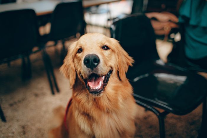 6 Ciri Anjing yang Sayang pada Pemiliknya, Bagaimana dengan Anjingmu