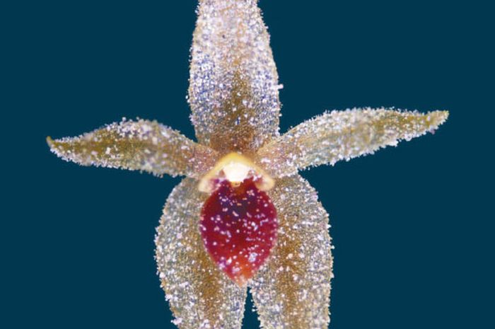 Platystele peruviana, una nueva especie de diminuta orquídea del Perú