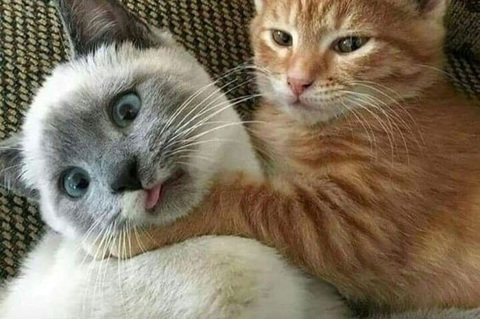Foto Profil WA Lucu Dan Gokil Bikin Mood Naik Lagi