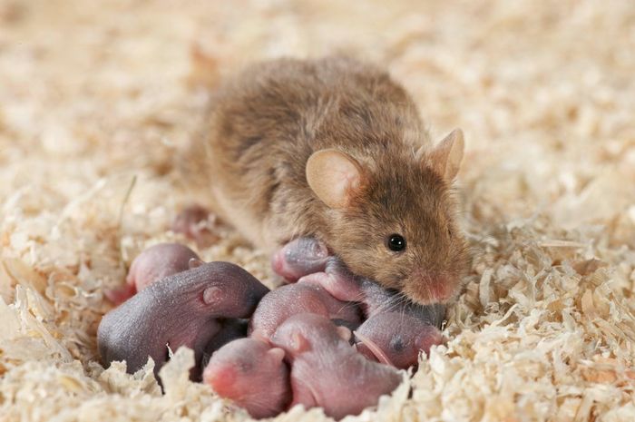 Ilmuwan Pelajari Anak Tikus untuk Memahami Pola Tangisan Bayi Manusia
