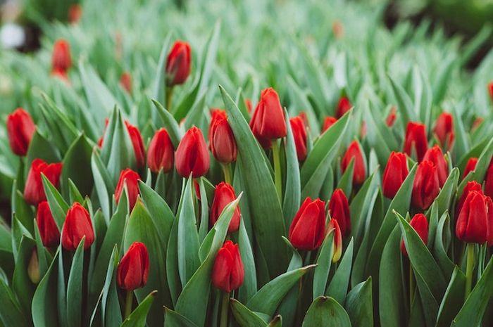 10 Daftar Taman Bunga Terindah di Dunia, Indonesia Urutan Berapa