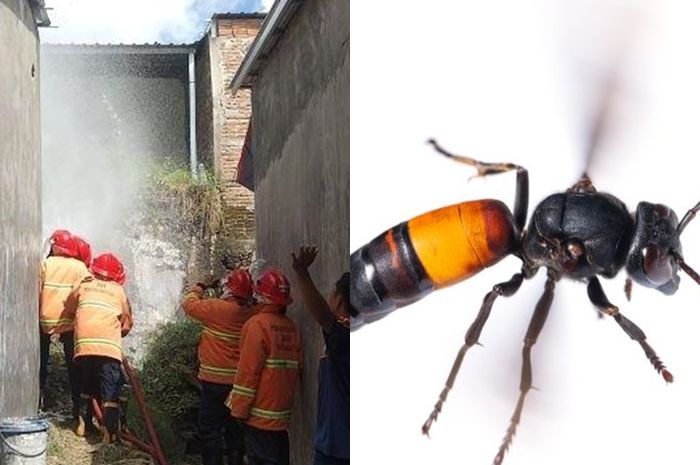 Warga Ciamis Kekhawatiran Temukan Sarang Tawon Vespa 30x50 cm di Atas Rumah, Damkar Turun Tangan