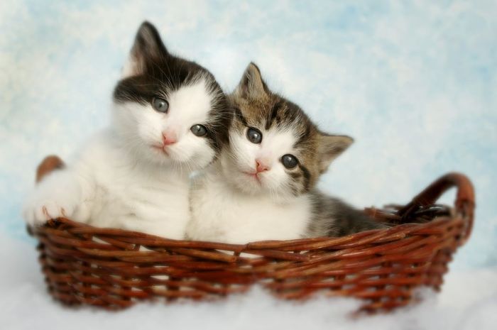 Anak Kucing Sering Bersin? Ternyata 3 Hal Ini yang Jadi Penyebabnya - Bobo