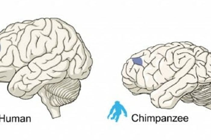 El cerebro de los monos es similar al de los humanos, pero con diferencias significativas