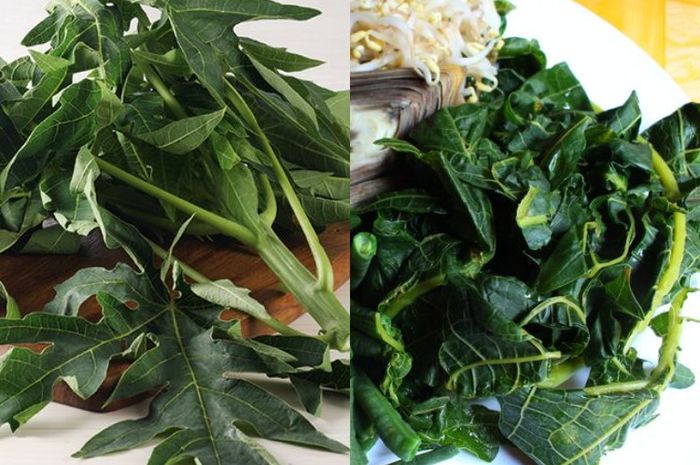 Menguak Rahasia Daun Pepaya Rebus: Manfaat, Cara Membuat, dan Tips Aman untuk Kesehatan Optimal Menguak Rahasia Daun Pepaya Rebus: Manfaat, Cara Membuat, dan Tips Aman untuk Kesehatan Optimal