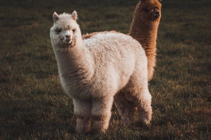 Mirip Domba, Benarkah Alpaka Bersaudara dengan Unta? - Adjar