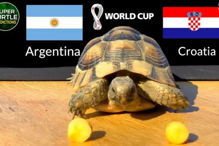 Seekor kura-kura raksasa telah memprediksi hasil dua pertandingan di babak semifinal Piala Dunia 2022.