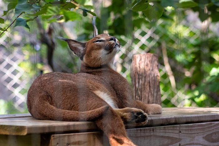 Fakta Unik Caracal, Kucing yang Memiliki Telinga Panjang - Adjar
