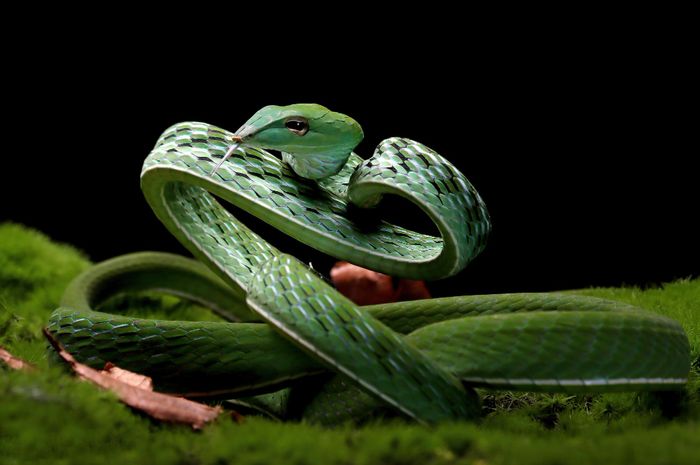 Perlu Tahu, Ini Cara Membedakan Gigitan Ular Berbisa dan Tidak Berbisa