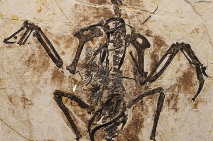 ジュラ紀の発見：古生物学者が鳥の進化に新たな化石の関連性を発見