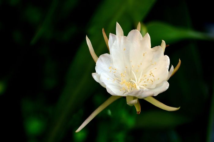 5 Buah Cantik untuk Pandangan Tajam di Malam Hari